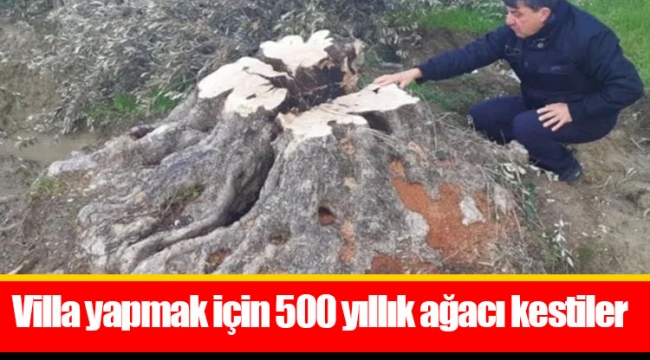 Villa yapmak için 500 yıllık ağacı kestiler