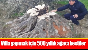 Villa yapmak için 500 yıllık ağacı kestiler