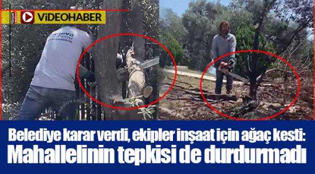 Belediye karar verdi, ekipler inşaat için ağaç kesti: Mahallelinin tepkisi de durdurmadı