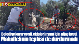 Belediye karar verdi, ekipler inşaat için ağaç kesti: Mahallelinin tepkisi de durdurmadı