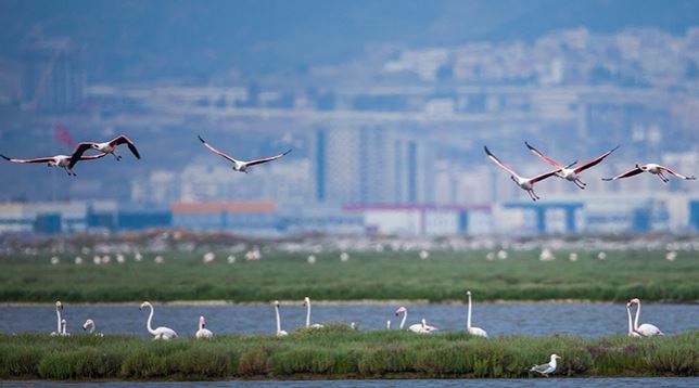 İzmir’in Gediz Deltası Türkiye’nin İlk UNESCO Dünya Doğa Mirası olabilir